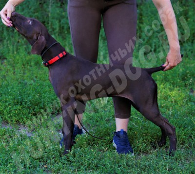 Щенок курцхаар